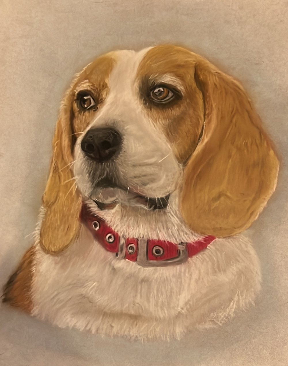 image of a pet portrait of a Beagle Dog